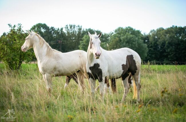 Bezaubernde Paint Horse  Stute, Rainer, Horses For Sale, Wernigerode, Image 4