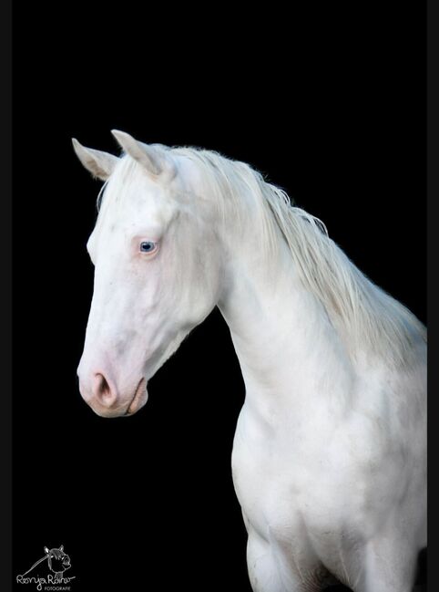 Bezaubernde Paint Horse  Stute, Rainer, Horses For Sale, Wernigerode, Image 18