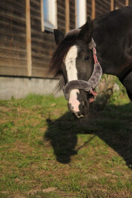 Charmante Tinker-Stute, Denise , Horses For Sale, Essen, Image 3