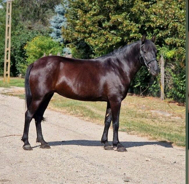Bezaubernde Ungarische Stute sucht erfahrenen Herzensmenschen, Ronja Stelter, Horses For Sale, Syke