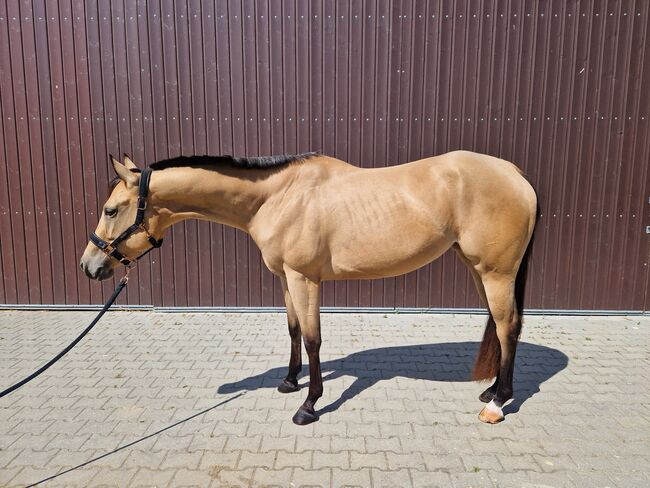 Charmanter Eyecatcher mit top Abstammung, Kerstin Rehbehn (Pferdemarketing Ost), Horses For Sale, Nienburg, Image 4