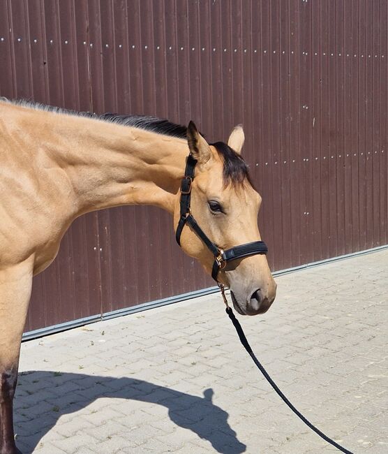 Charmanter Eyecatcher mit top Abstammung, Kerstin Rehbehn (Pferdemarketing Ost), Horses For Sale, Nienburg, Image 2
