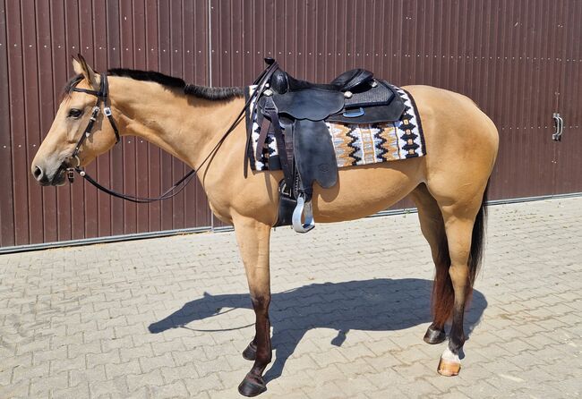 Charmanter Eyecatcher mit top Abstammung, Kerstin Rehbehn (Pferdemarketing Ost), Horses For Sale, Nienburg
