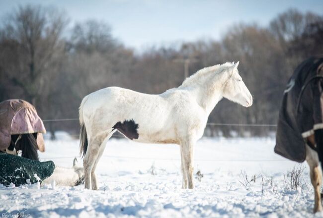 Bezaubernde Paint Horse  Stute 2023 APHA, Rainer, Horses For Sale, Wernigerode, Image 7