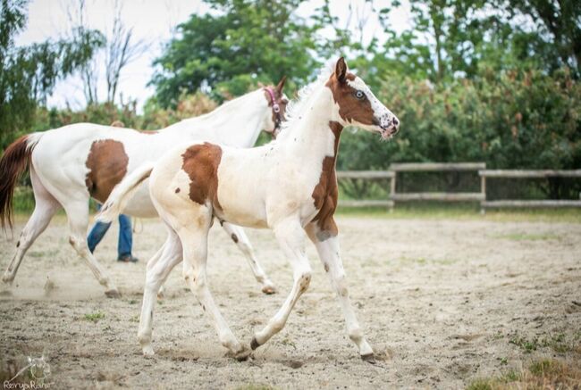 Bezaubernde Paint Horse  Stute 2025 APHA, Rainer, Horses For Sale, Wernigerode, Image 4