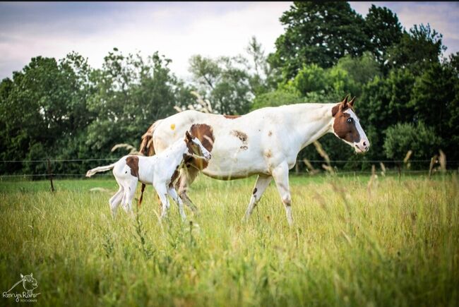 Bezaubernde Paint Horse  Stute 2025 APHA, Rainer, Horses For Sale, Wernigerode, Image 4