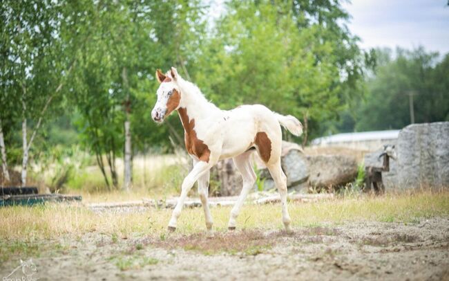 Bezaubernde Paint Horse  Stute 2025 APHA, Rainer, Horses For Sale, Wernigerode, Image 6