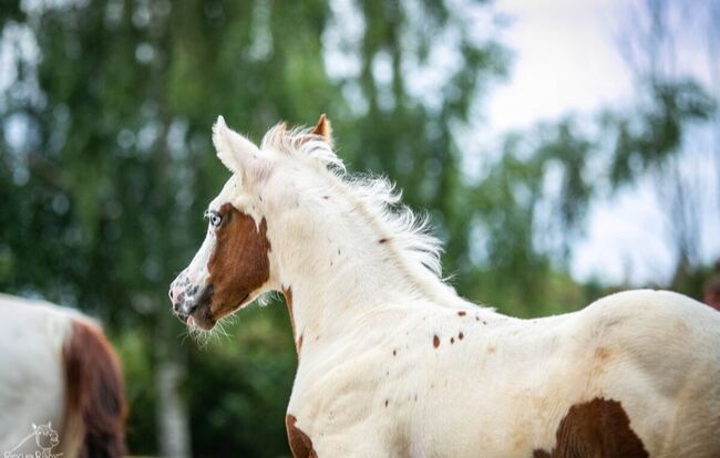 Bezaubernde Paint Horse  Stute 2025 APHA, Rainer, Horses For Sale, Wernigerode, Image 8