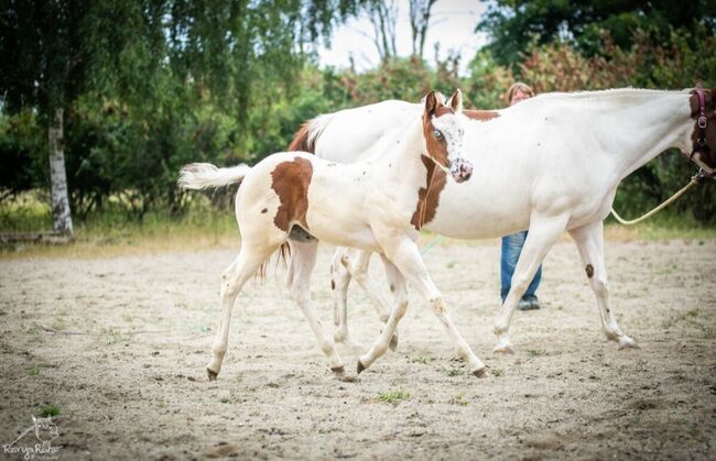 Bezaubernde Paint Horse  Stute 2025 APHA, Rainer, Horses For Sale, Wernigerode, Image 9