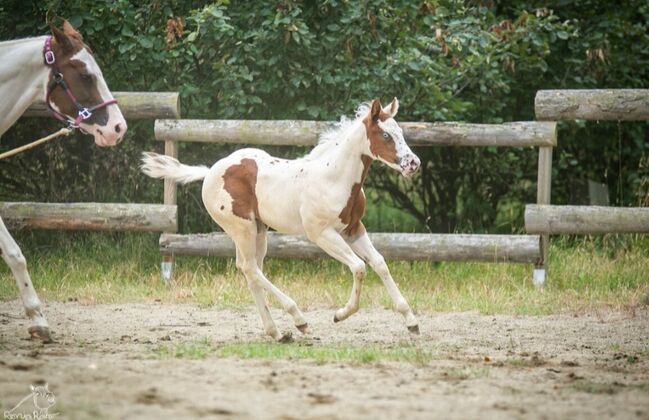 Bezaubernde Paint Horse  Stute 2025 APHA, Rainer, Horses For Sale, Wernigerode, Image 10