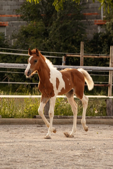 Charmante Paint Horse Mix Jährlings Stute, Anna, Horses For Sale, Waldneukirchen, Image 3