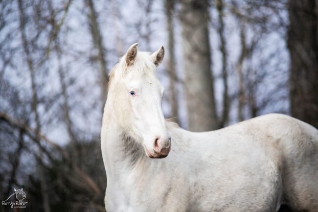 Bezaubernde Paint Horse  Stute 2023 APHA, Rainer, Horses For Sale, Wernigerode, Image 4