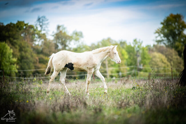 Bezaubernde Paint Horse  Stute 2023 APHA, Rainer, Horses For Sale, Wernigerode, Image 5