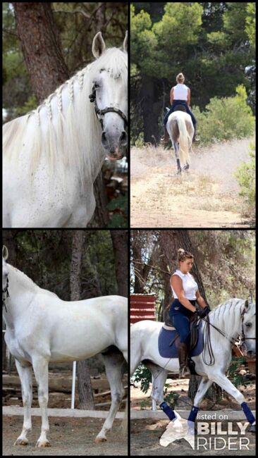 Charmanter PRE-Wallach, Katharina Schori, Horses For Sale, Thusis, Image 7