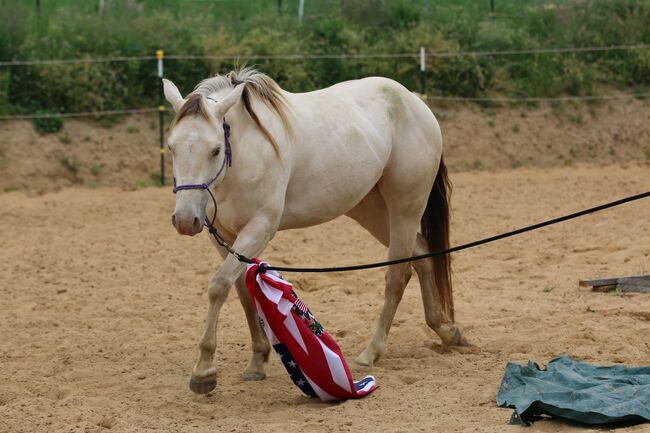 Bezaubernde Quarter Horse Stute in Traumfarbe, Kerstin Rehbehn (Pferdemarketing Ost), Horses For Sale, Nienburg, Image 7