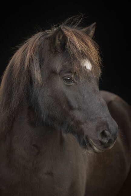 Charmantes Verlasspferd / Allrounder, Daniela Prößl, Horses For Sale, Kemnath