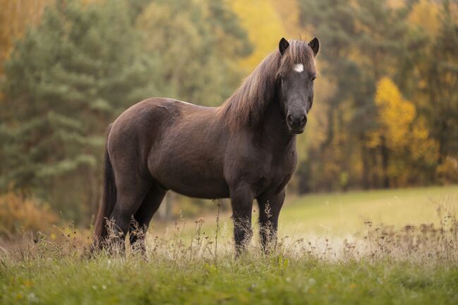 Charmantes Verlasspferd / Allrounder, Daniela Prößl, Horses For Sale, Kemnath, Image 3