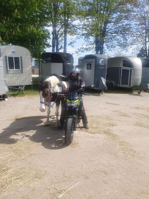 Bezaubernder Reitponywallach, Janina, Horses For Sale, Reinbek, Image 5
