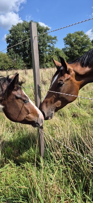 Bezaubernder Reitponywallach, Janina, Horses For Sale, Reinbek, Image 4