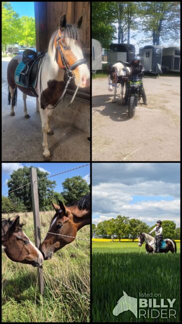 Bezaubernder Reitponywallach, Janina, Horses For Sale, Reinbek, Image 6