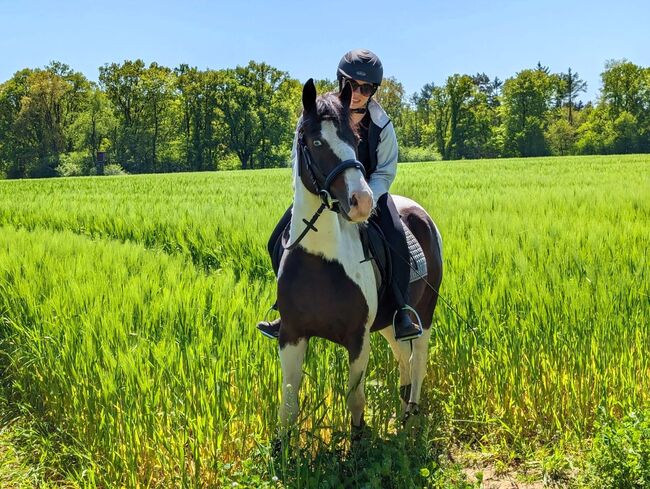Bezaubernder Reitponywallach, Janina, Horses For Sale, Reinbek, Image 2