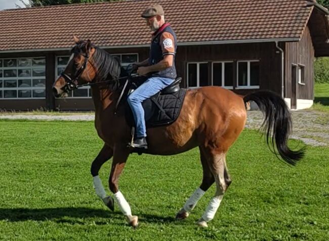 Charmanter, leistungsbereiter Spanier, Ursula, Horses For Sale, Sankt Gallen