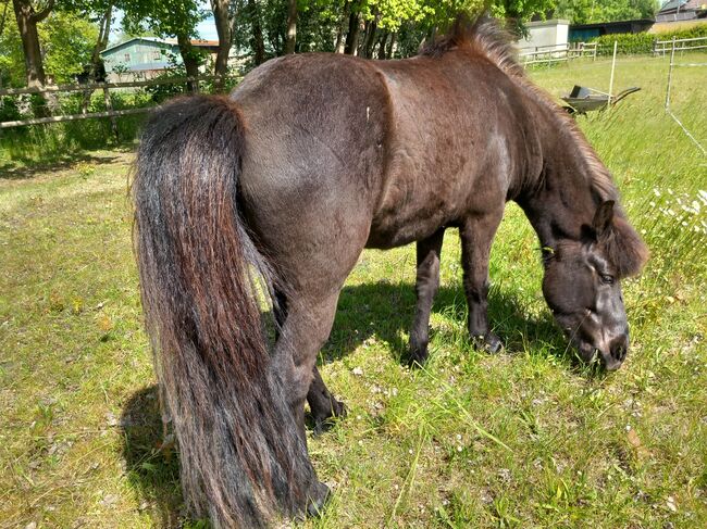 Bezaubernder dreijähriger Isländerwallach, M. Schmiedehausen, Horses For Sale, Neumünster, Image 4