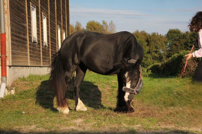 Charmante Tinker-Stute, Denise , Horses For Sale, Essen, Image 4