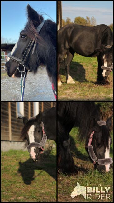 Charmante Tinker-Stute, Denise , Horses For Sale, Essen, Image 8