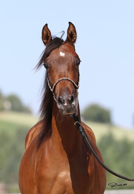Bezaubernde VA-Jährlingsstute, MW , Horses For Sale, Linz , Image 3