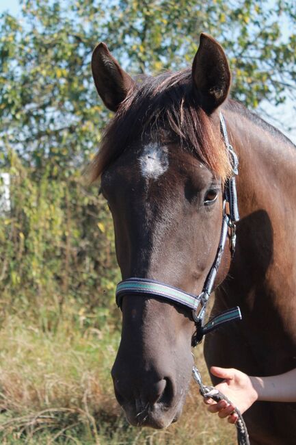 Charmanter junger Wallach sucht zu Hause auf Lebenszeit, Stefanie , Horses For Sale, Westoverledingen