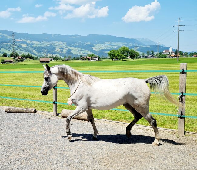 Lernwillige junge Araberstute mit besster Abstammung, Lena Meile, Konie na sprzedaż, Giswil, Image 14