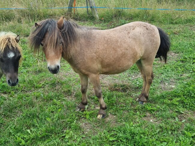 Freche Mini Shetty Stute sucht Aufgabe, Nadine  (Shettyzucht Frechdachs ), Horses For Sale, Heringen, Image 3
