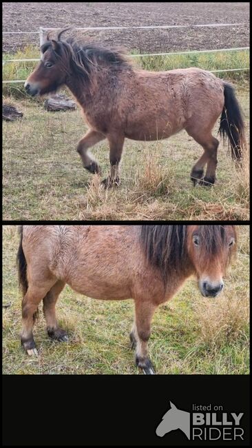 Freche Mini Shetty Stute sucht Aufgabe, Nadine  (Shettyzucht Frechdachs ), Horses For Sale, Heringen, Image 3