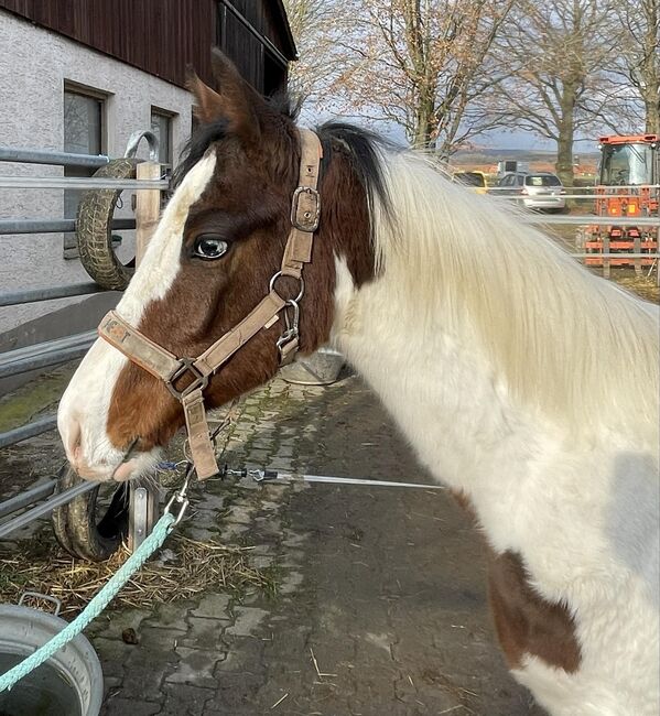 Scheckhengst Absetzer Pinto WB Hb1, Verena Kunz, Horses For Sale, Untermarchtal, Image 2