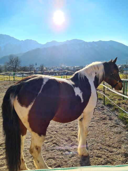 Scheckstute, Dutzler Gabriele , Horses For Sale, Wartberg, Image 3