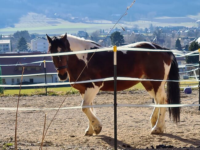 Scheckstute, Dutzler Gabriele , Horses For Sale, Wartberg, Image 4