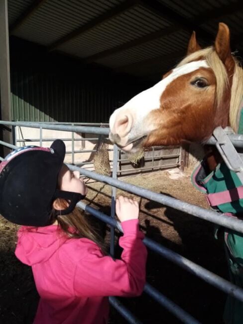 Chesnut pony, T J Helley, Horses For Sale, Bristol, Image 3