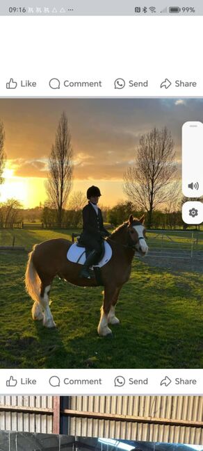 Chesnut pony, T J Helley, Horses For Sale, Bristol, Image 6