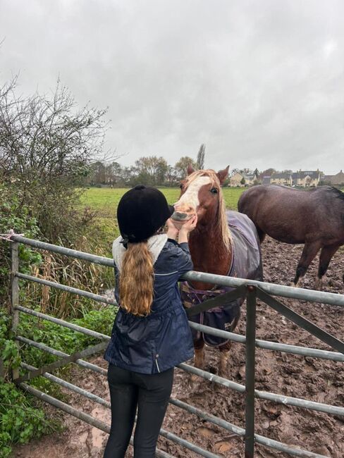 Chesnut pony, T J Helley, Horses For Sale, Bristol, Image 5