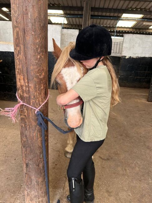 Chesnut pony, T J Helley, Horses For Sale, Bristol, Image 4