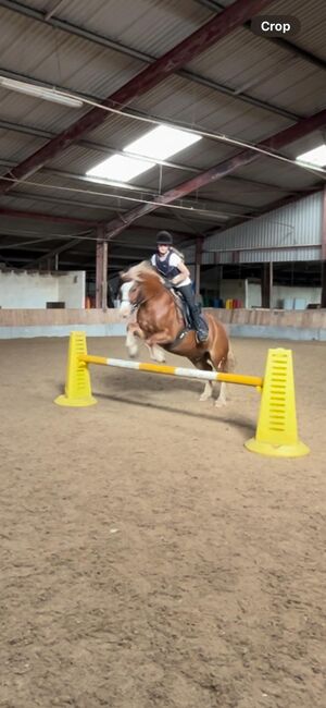 Chesnut pony, T J Helley, Horses For Sale, Bristol, Image 7