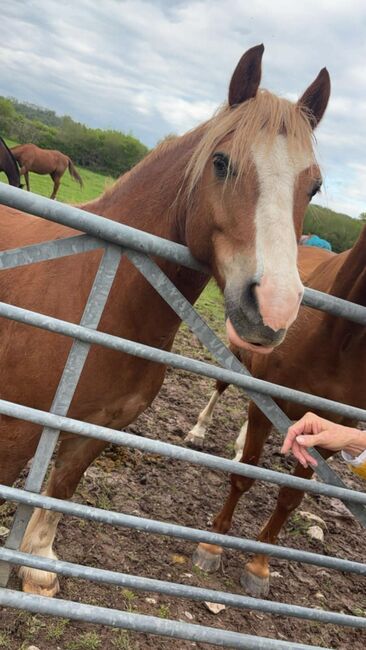 Chesnut pony, T J Helley, Horses For Sale, Bristol
