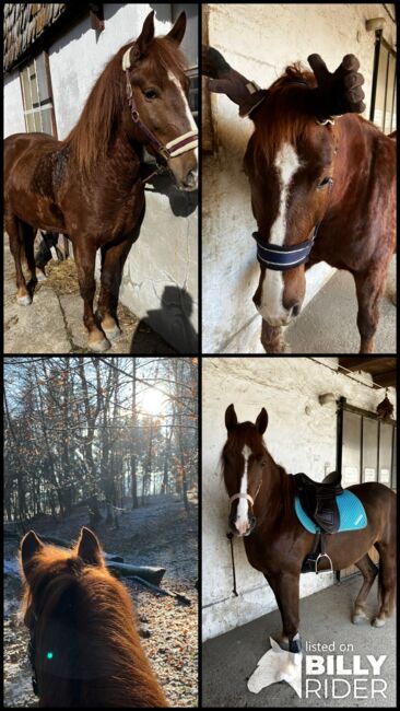 Fuchsstute Mix, Franziska Eiteljörge, Horses For Sale, Elixhausen , Image 5