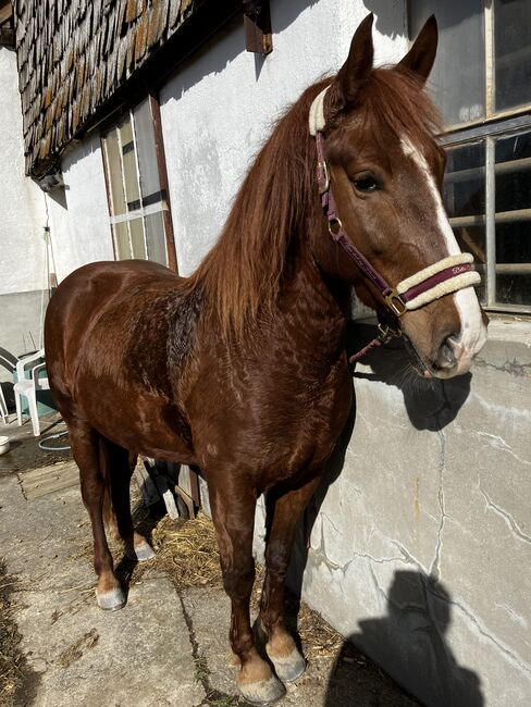 Fuchsstute Mix, Franziska Eiteljörge, Horses For Sale, Elixhausen 