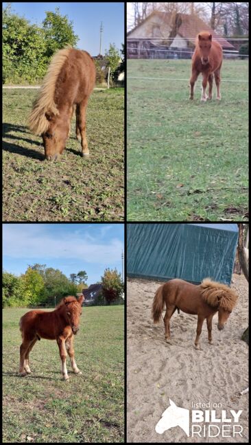 Fuchs Hengst zu verkaufen!!!, Baugatz, Horses For Sale, Gransee, Image 11