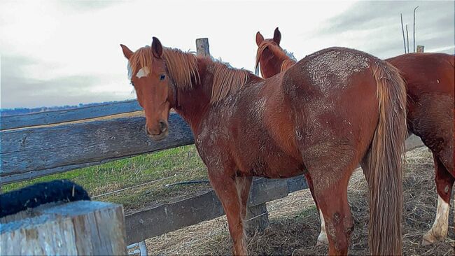 Fuchs Warmblut, Denise, Horses For Sale, Bogenneusiedl , Image 3