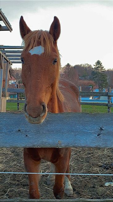 Fuchs Warmblut, Denise, Horses For Sale, Bogenneusiedl , Image 4