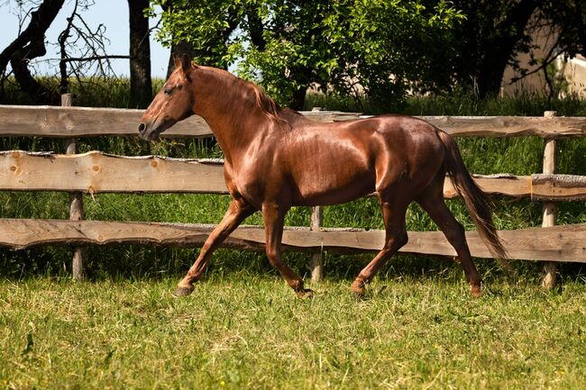 #chestnutlove #oldbutgold, WOW Pferd  (WOW Pferd), Horses For Sale, Bayern - Attenkirchen, Image 7