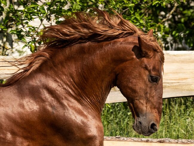 #chestnutlove #oldbutgold, WOW Pferd  (WOW Pferd), Horses For Sale, Bayern - Attenkirchen, Image 5